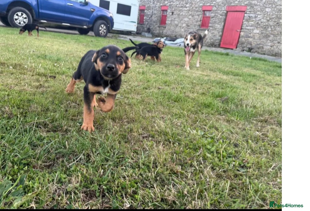 Huntaway dogs for sale: Huntaway cross puppies - Image 4