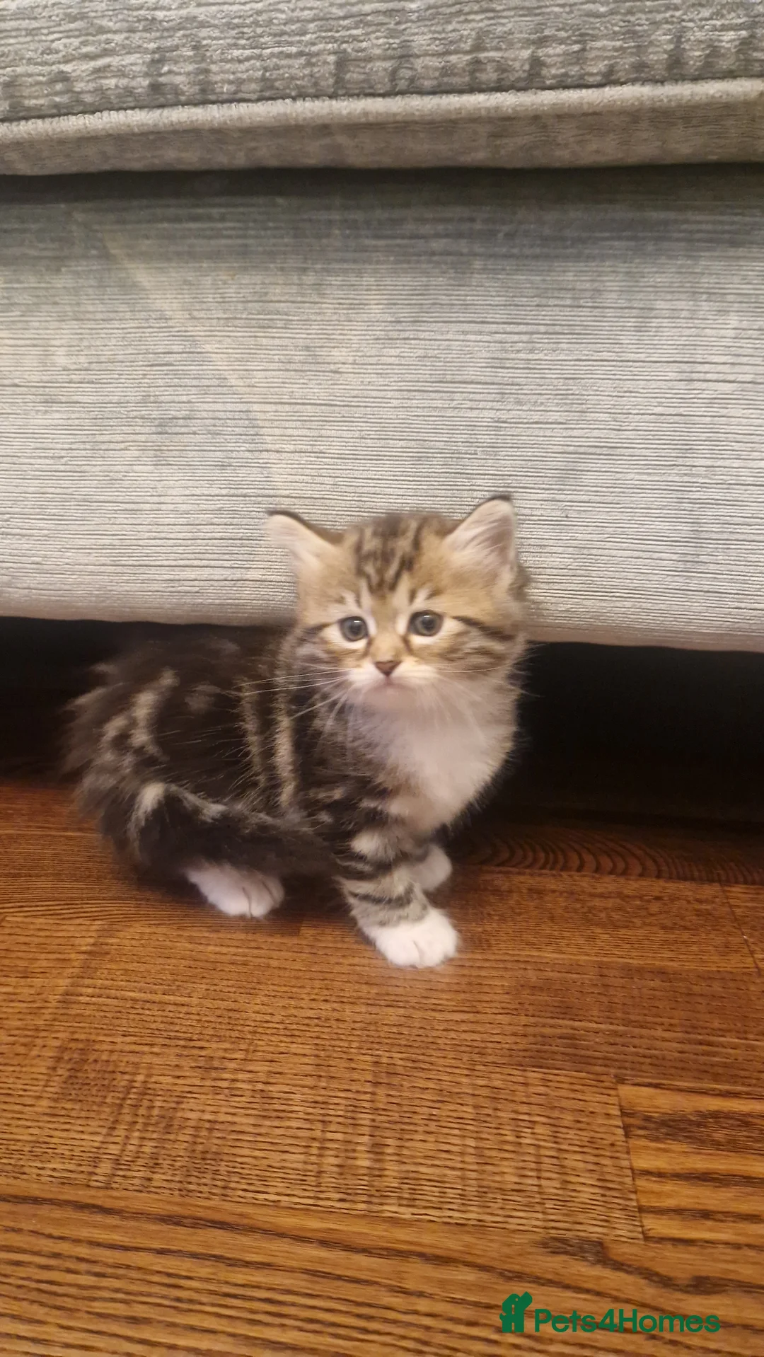 Siberian cats for sale: Adorable siberian kittens - Advert 6