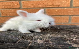 Angora rabbits for sale: English Angora  - Image 7
