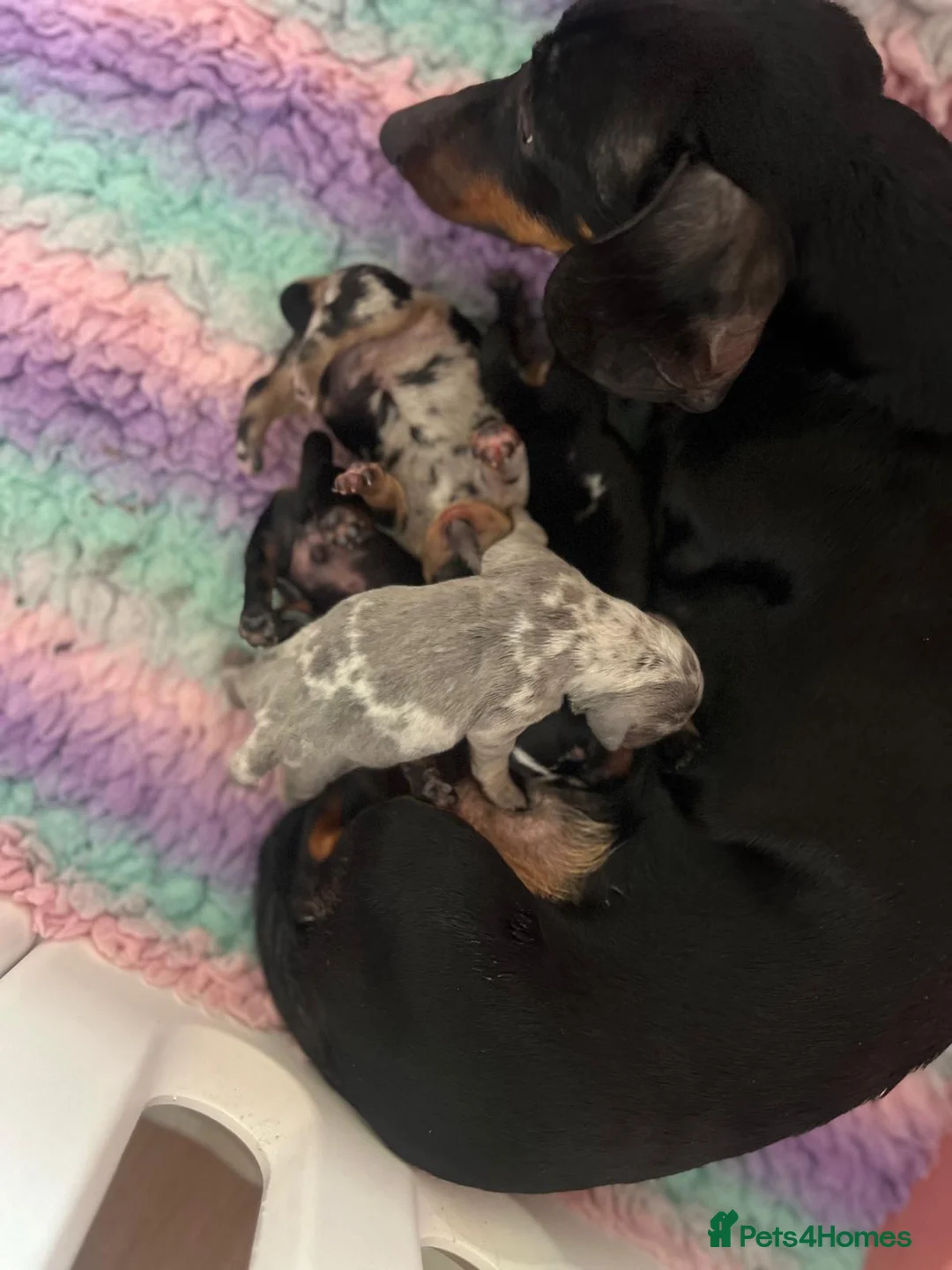 Miniature Dachshund dogs for sale: Miniature dachshunds ready for there new home - Advert 17