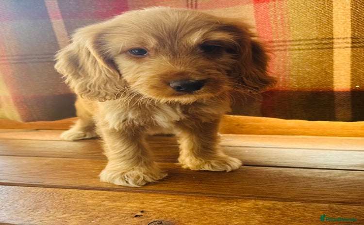 Mixed Breed dogs - Advert 1