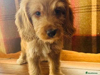 Mixed Breed dogs - Advert 2