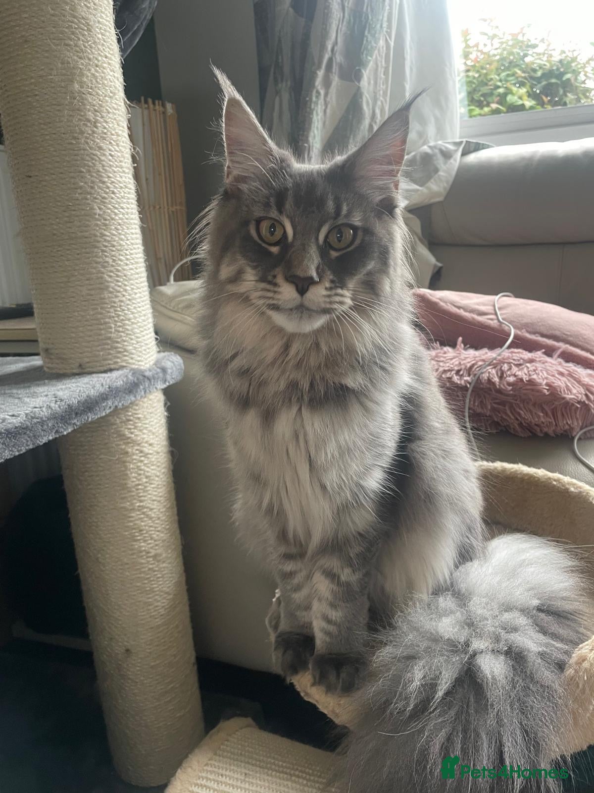 Maine Coon cats 18 Month female Mainecoon  - Advert 2