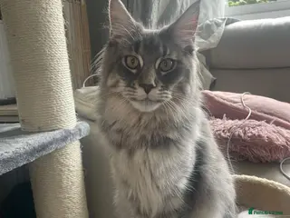 Maine Coon cats 18 Month female Mainecoon - Advert 1