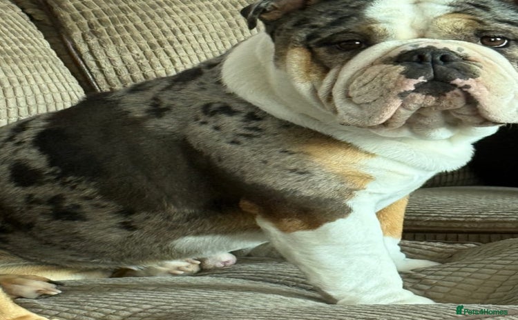 English Bulldog dogs for sale - Advert 1