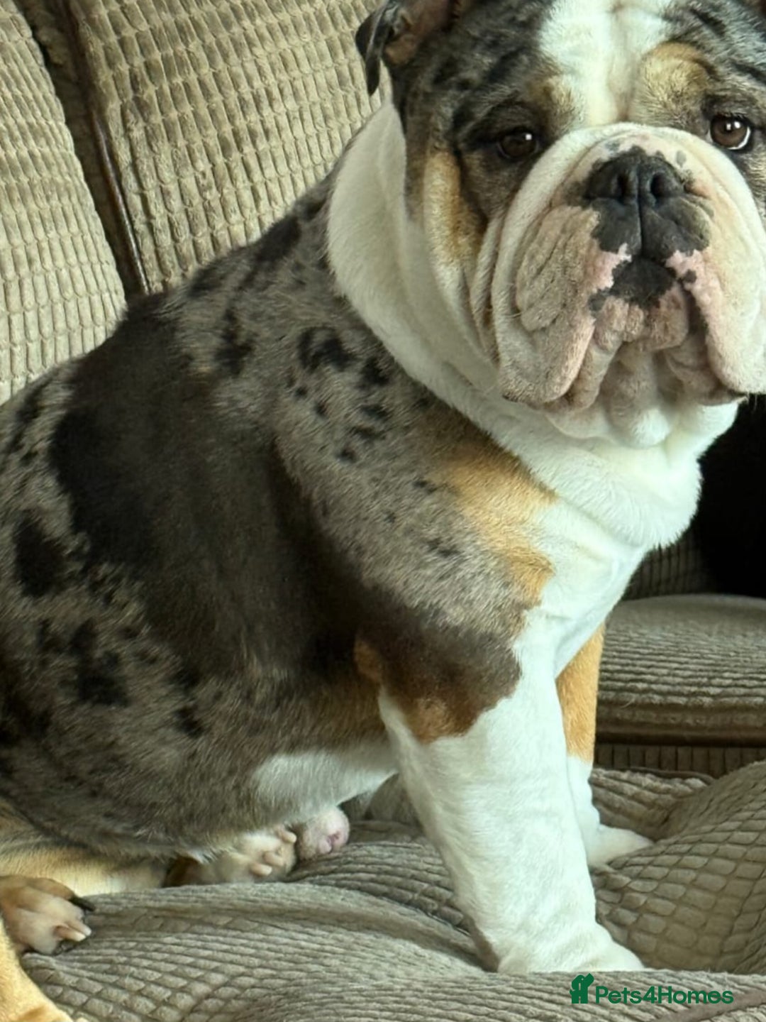 English Bulldog dogs for sale: 2 year old english bulldog - Image 1