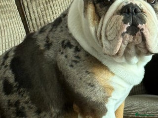 English Bulldog dogs - Advert 30