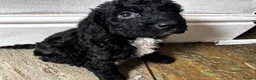 Sproodle dogs for sale: Sproodle puppies 🐶  - Advert 6