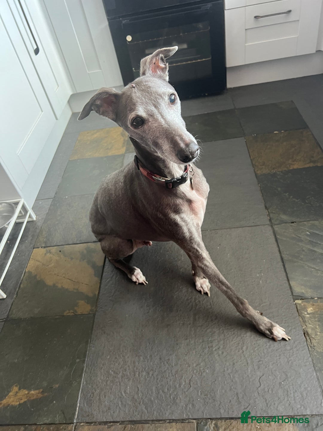 Mixed Breed dogs for sale: Oscar  - Image 3