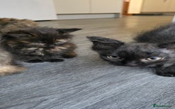 LaPerm cats for sale: 8 Laperm mix kittens, curly & long-haired - Advert 15