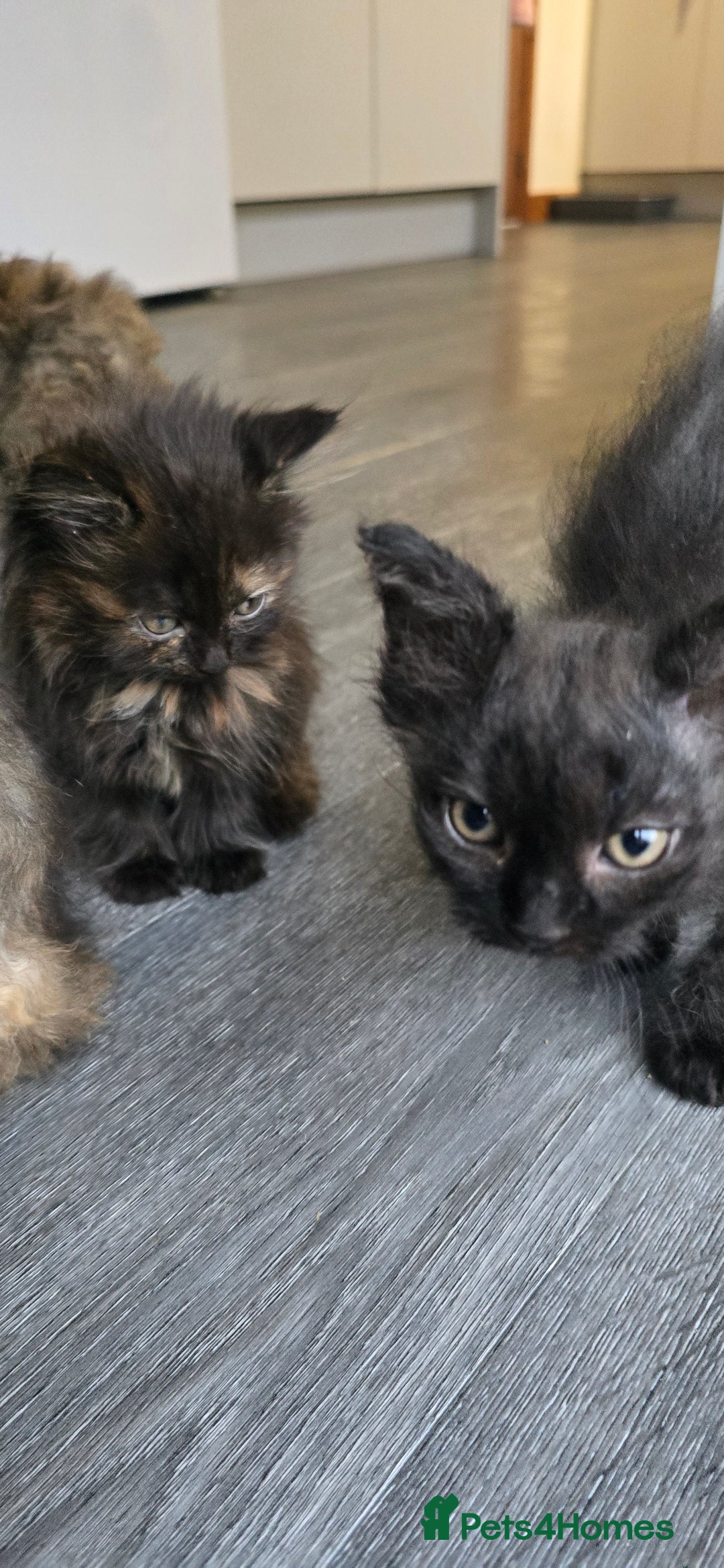 LaPerm cats for sale: 8 Laperm mix kittens, curly & long-haired - Advert 15