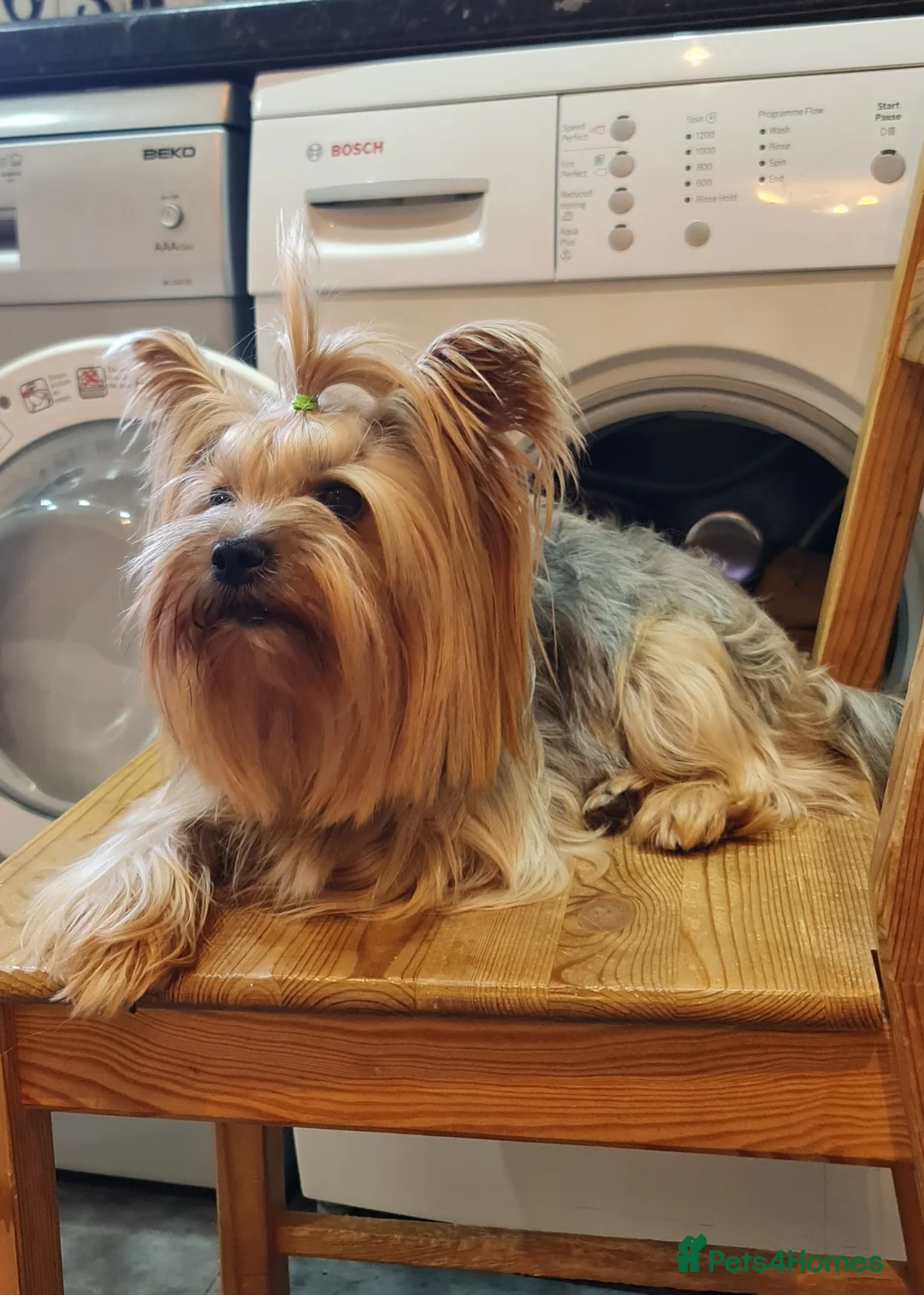 Yorkshire Terrier dogs for stud:  Beautiful boy ready for stud in Dagenham - Advert 3