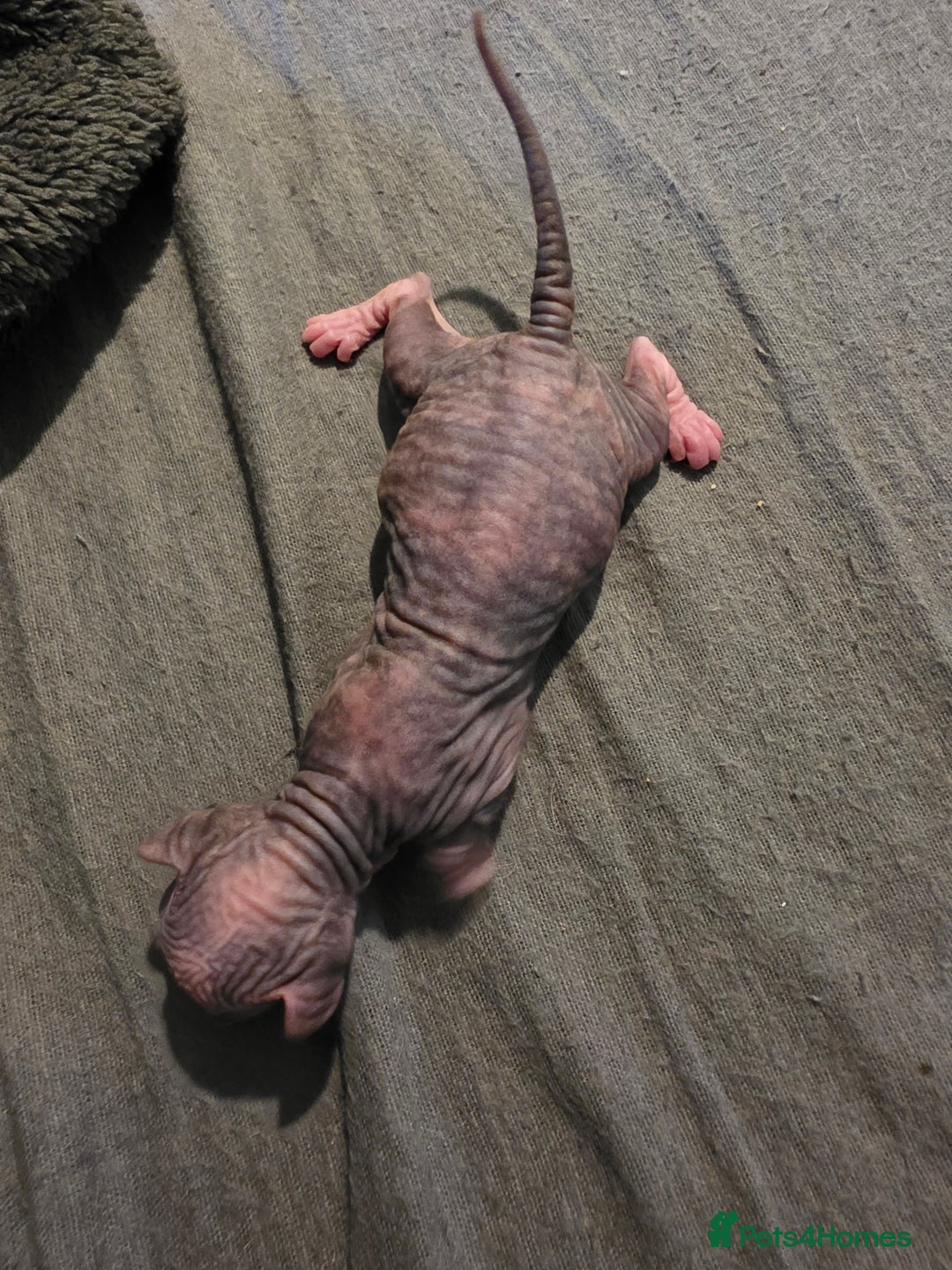 Mixed Breed cats for sale: Beautiful Female Kitten – Sphynx x Devon Rex Cross - Advert 16