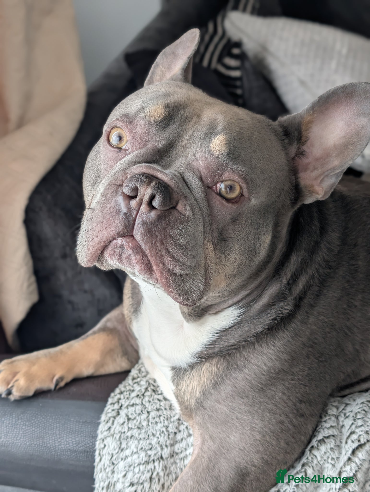 French Bulldog dogs 5 year old male french bulldog - Advert 3