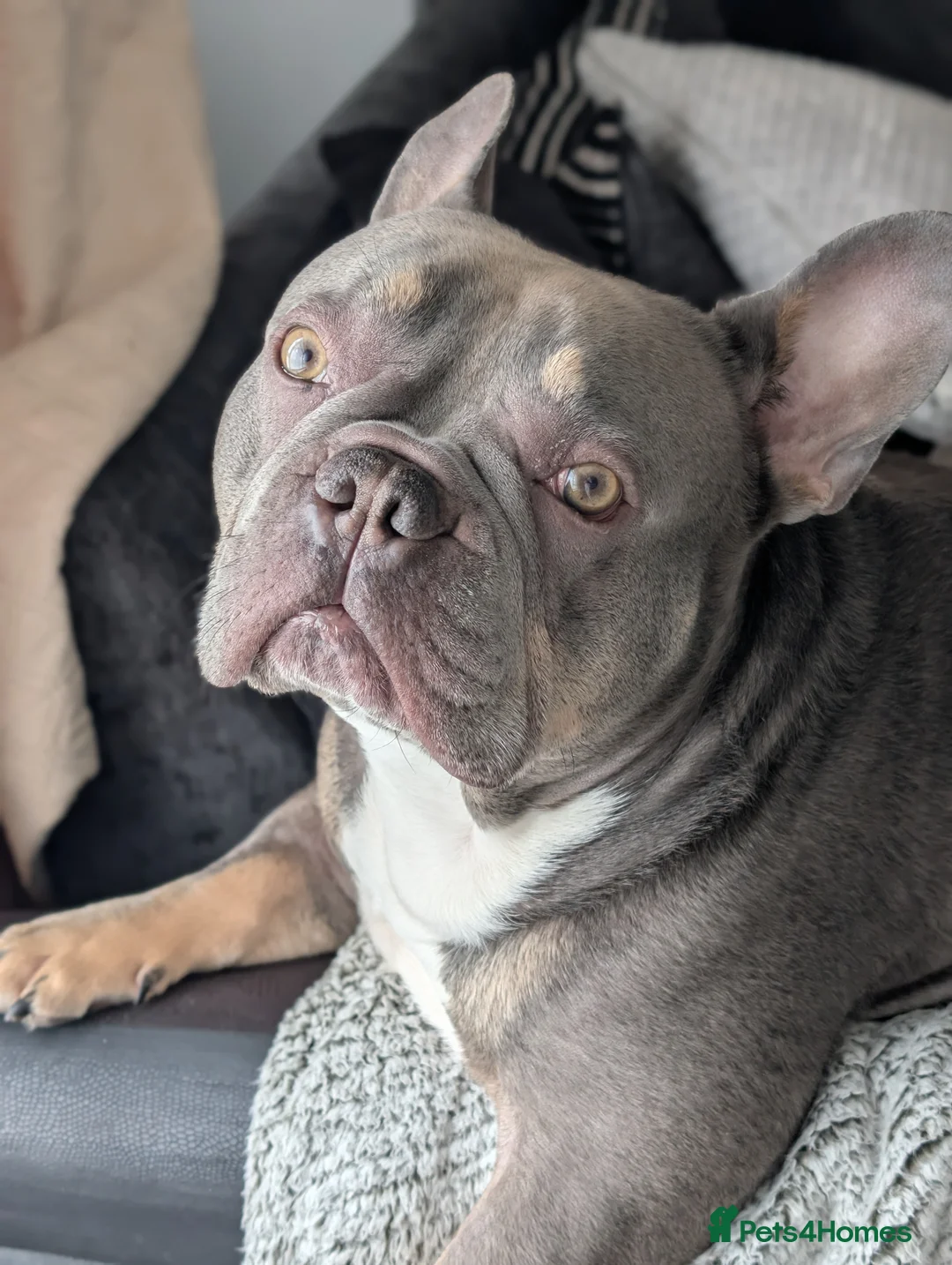 French Bulldog dogs for sale: 5 year old male french bulldog - Advert 1