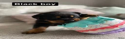Rottweiler dogs for sale: Beautiful KC Rottweiler puppies ready 18.10.26 - Advert 5