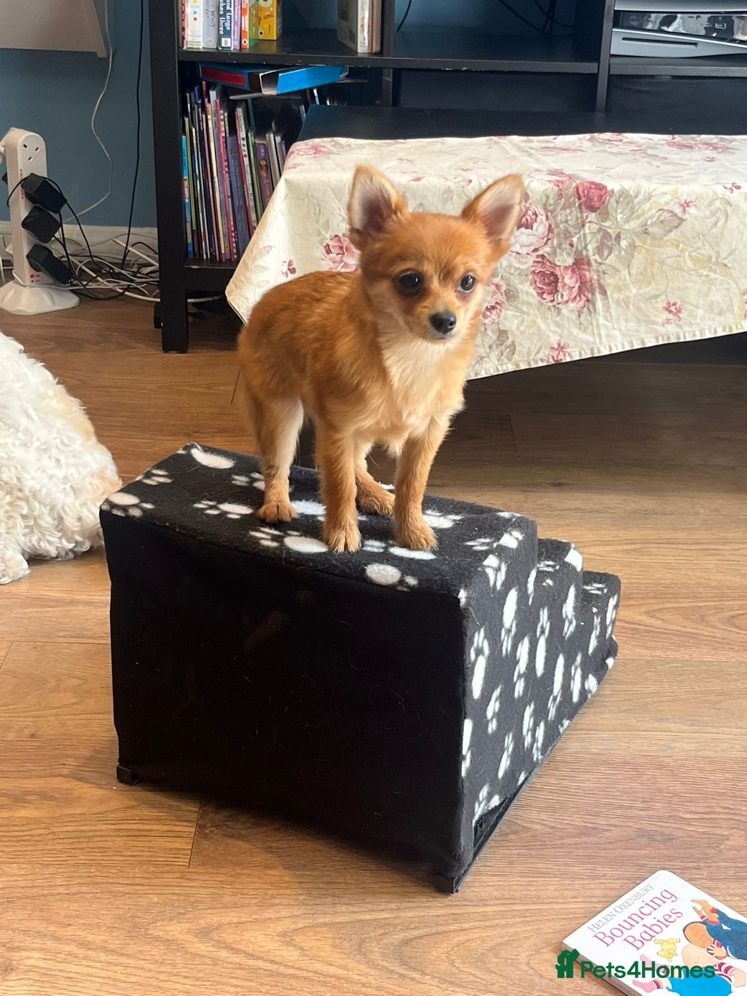 Mixed Breed dogs for sale: Pomchi chihuahua mix  - Advert 8