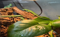 Lizard reptiles for sale: Green Keeled Bellied Lizard - Image 1
