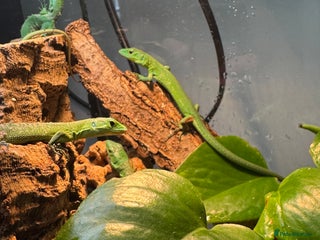 Lizard reptiles - Advert 4