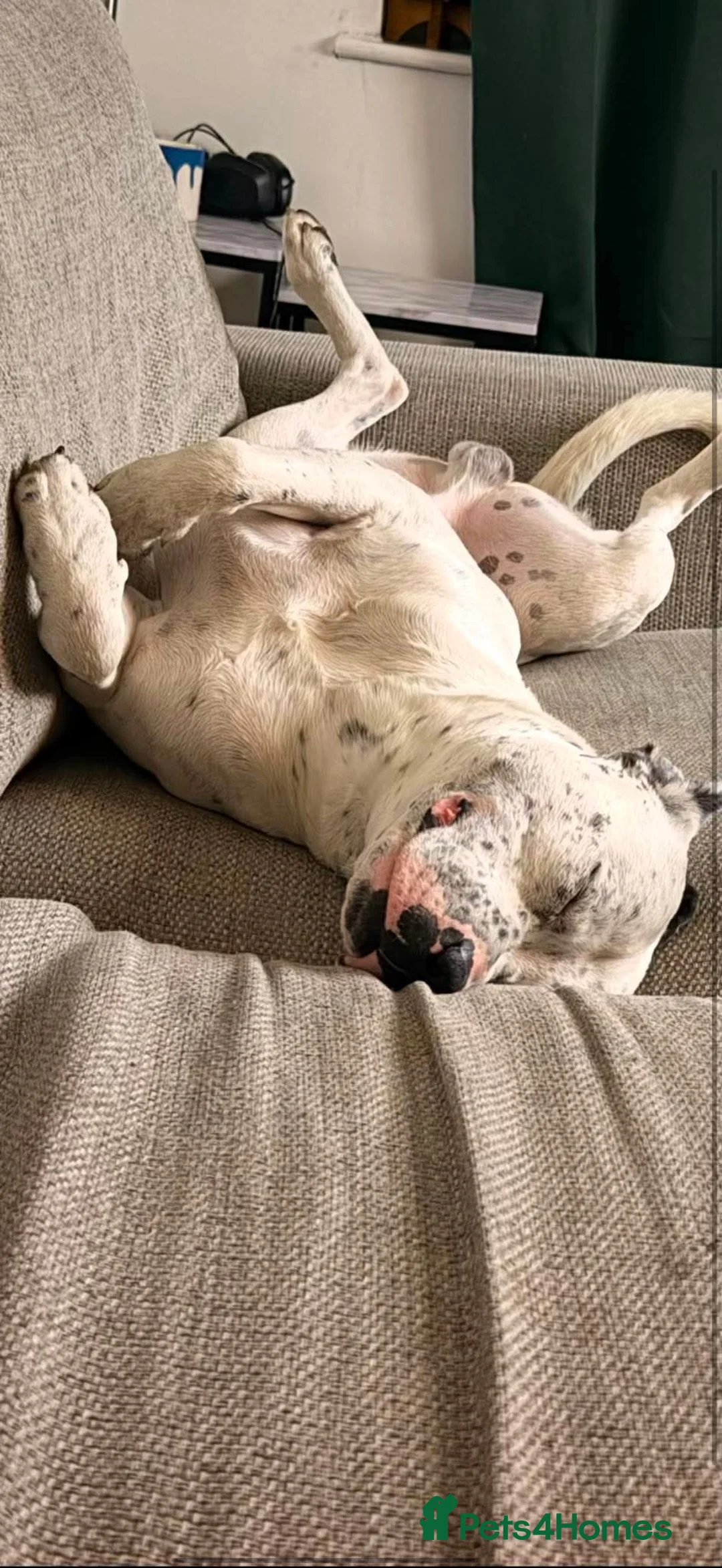 Mixed Breed dogs for sale: Blu 2 year old staffy cross  - Advert 5