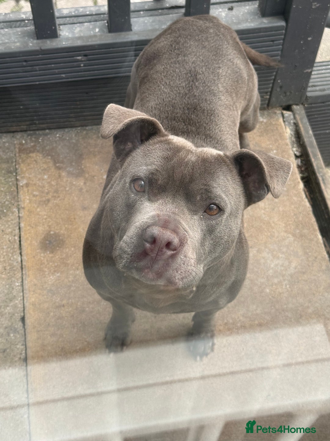 Staffordshire Bull Terrier dogs for sale: Staffie - Image 1