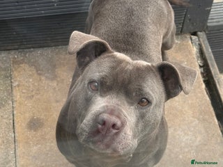 Staffordshire Bull Terrier dogs - Advert 33