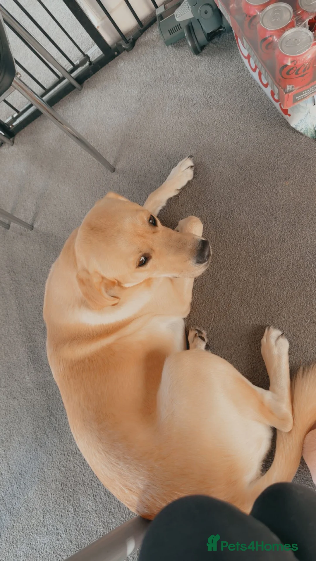 Goldador dogs for sale: Golden retriever puppy  - Advert 2