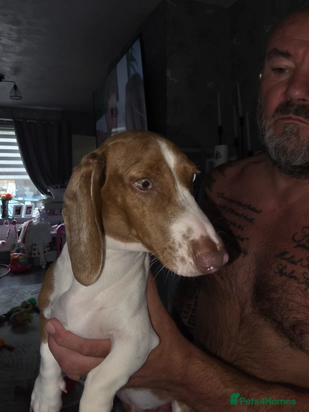 Dachshund dogs for sale: Dachshund  in Wigan - Advert 5
