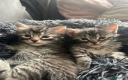 Maine Coon cats for sale: Maine coone kittens  - Image 10
