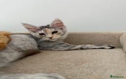 Maine Coon cats for sale: Gorgeous white and silver/torie female Maine coon - Image 5