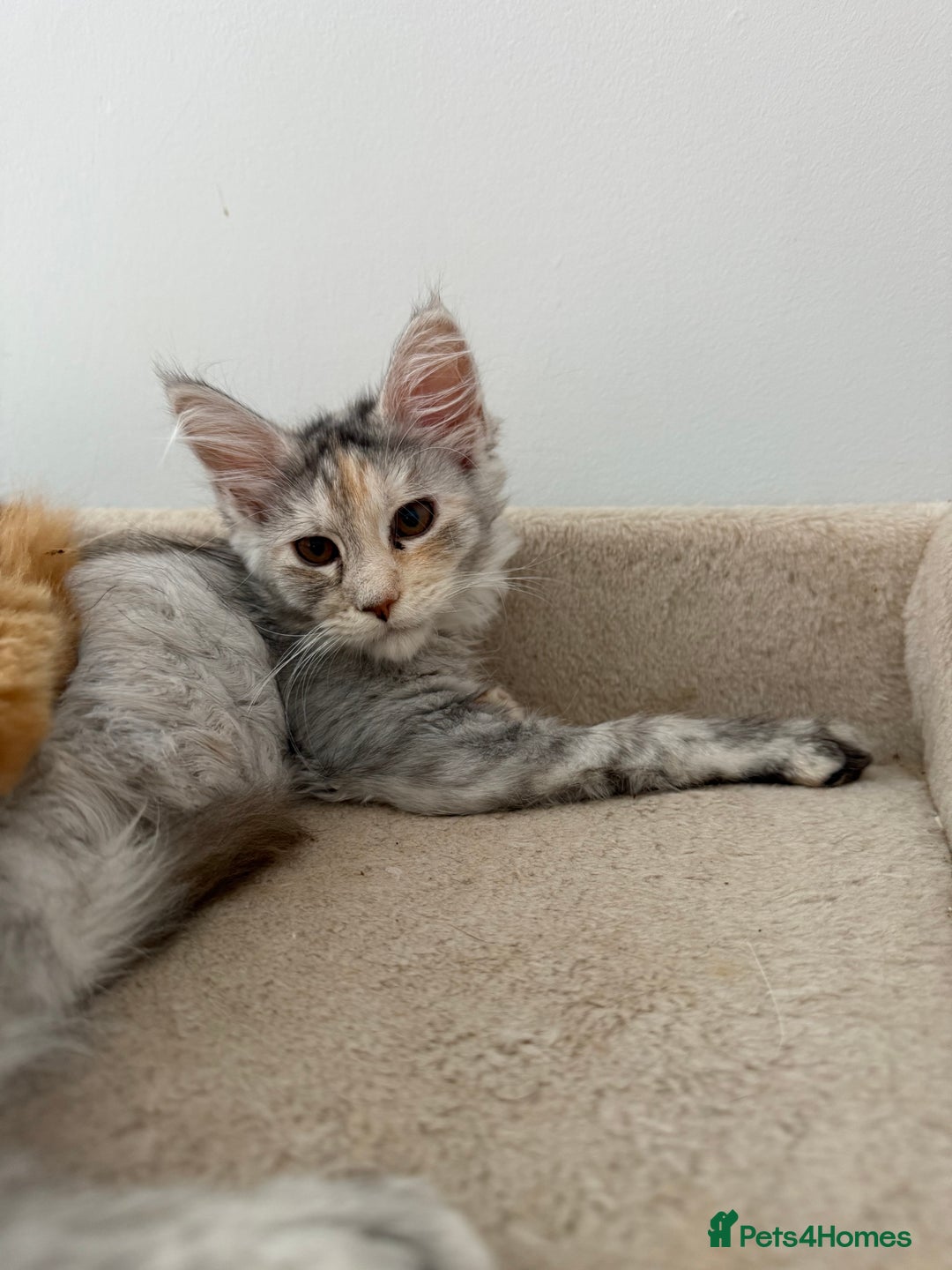 Maine Coon cats for sale: Gorgeous white and silver/torie female Maine coon - Image 5