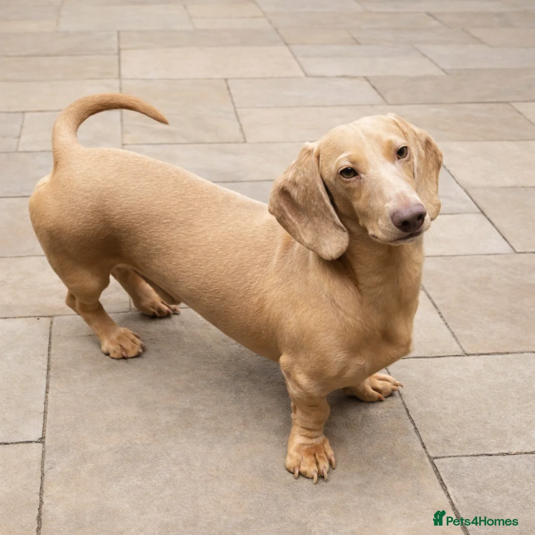 Miniature Dachshund dogs for stud: Cream e/e D/d B/b PRA Clear, Kc reg, Vet checked - Advert 2