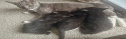 Mixed Breed cats for sale: Kittens looking for forever home - Advert 1