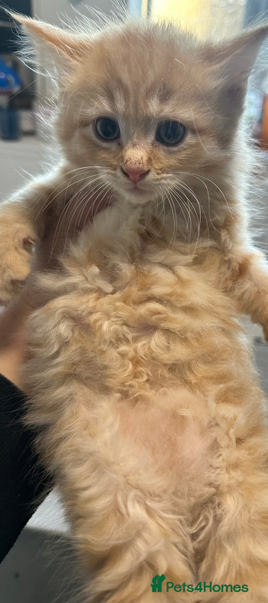 Maine Coon cats for sale: We have 4  sweet English Maine coon kittens❣️ - Advert 23