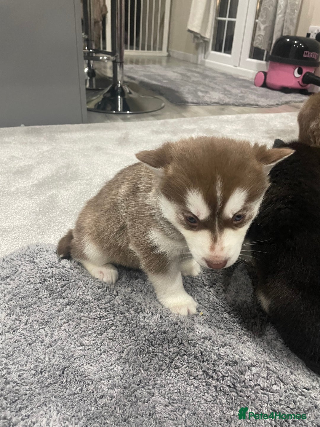 Siberian Husky dogs for sale: 6 beautiful Siberian huskies  - Advert 4