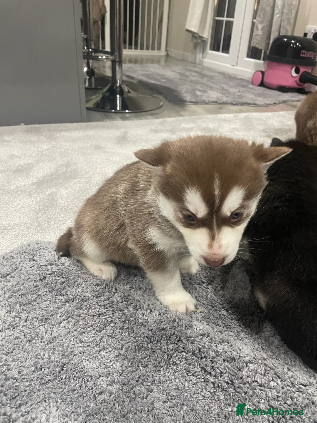 Siberian Husky dogs for sale: 5 beautiful Siberian huskies  - Advert 5