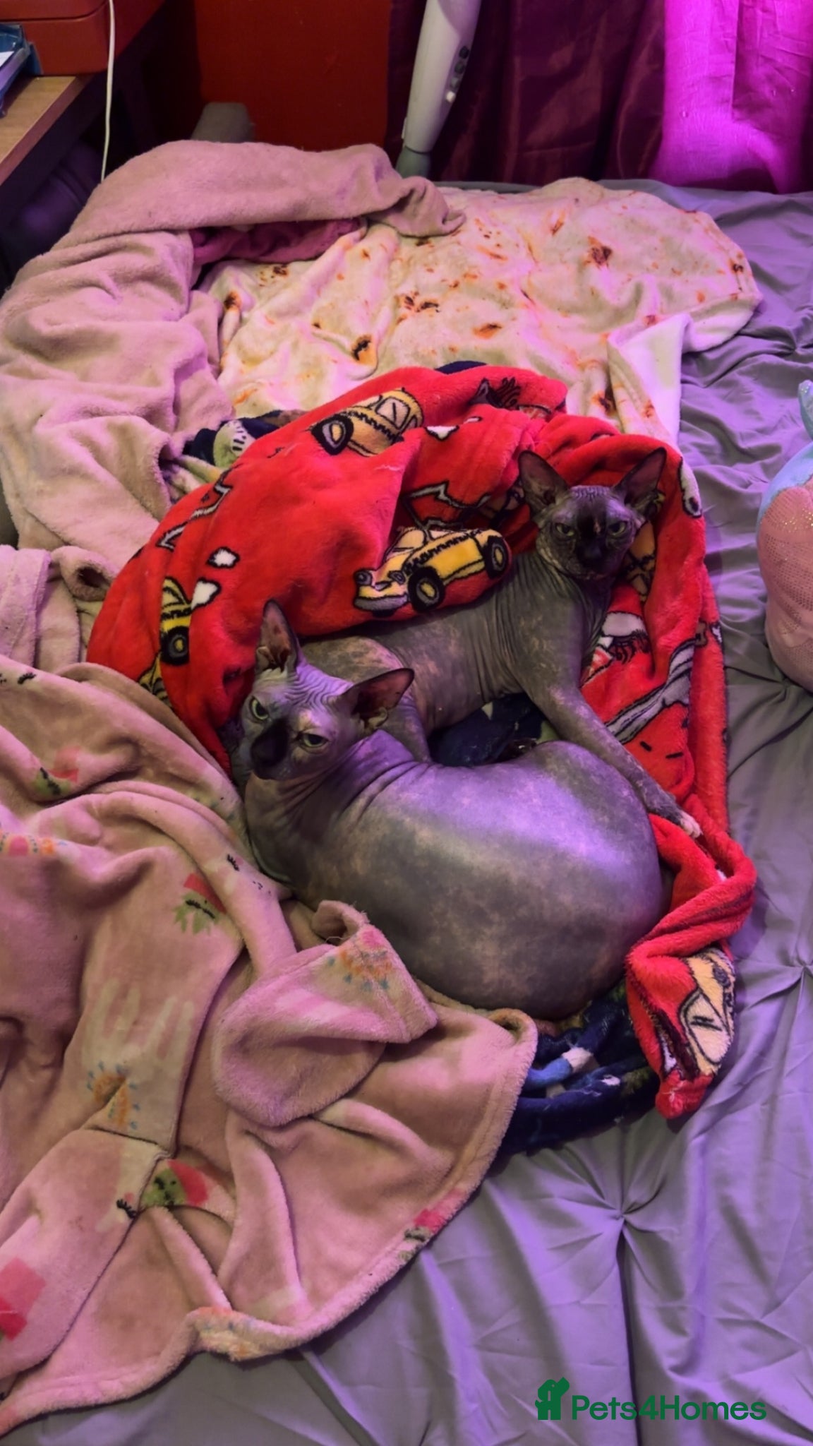 Sphynx cats Doja & Minnie Looking for Their Forever Home 🐾 - Advert 16