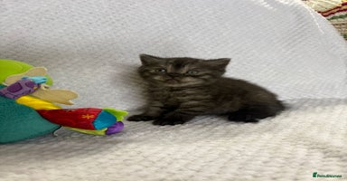 British Shorthair cats - Advert 9