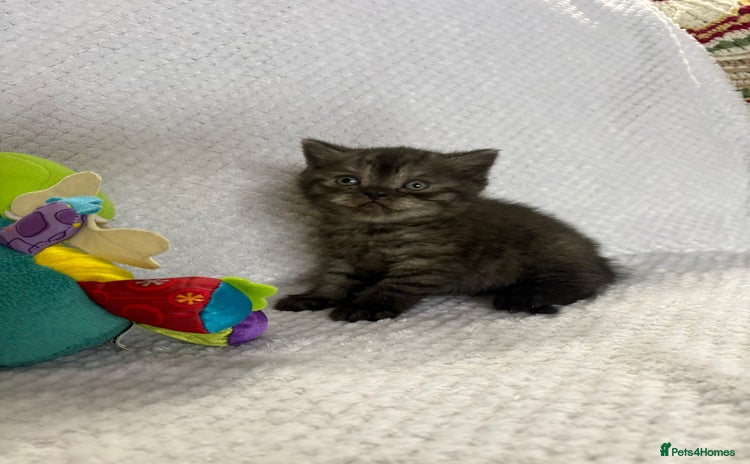 British Shorthair cats - Advert 6