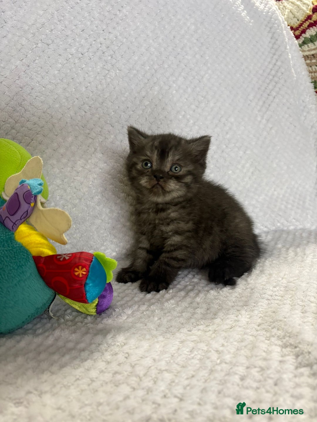 British Shorthair cats for sale: Gorgeous British shorthairs - Image 3