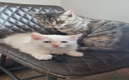 Ragdoll cats for sale: Mother and Son - Image 5