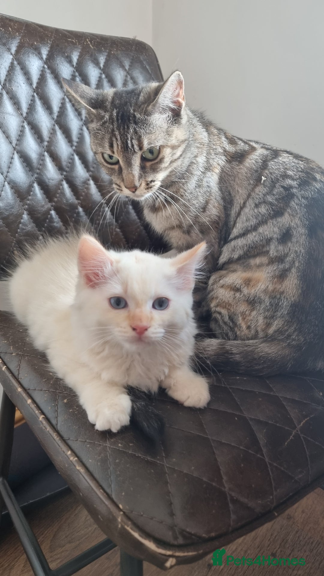 Ragdoll cats for sale: Mother and Son - Image 5