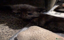Mixed Breed cats for sale: 2 black kittens available  - Image 8