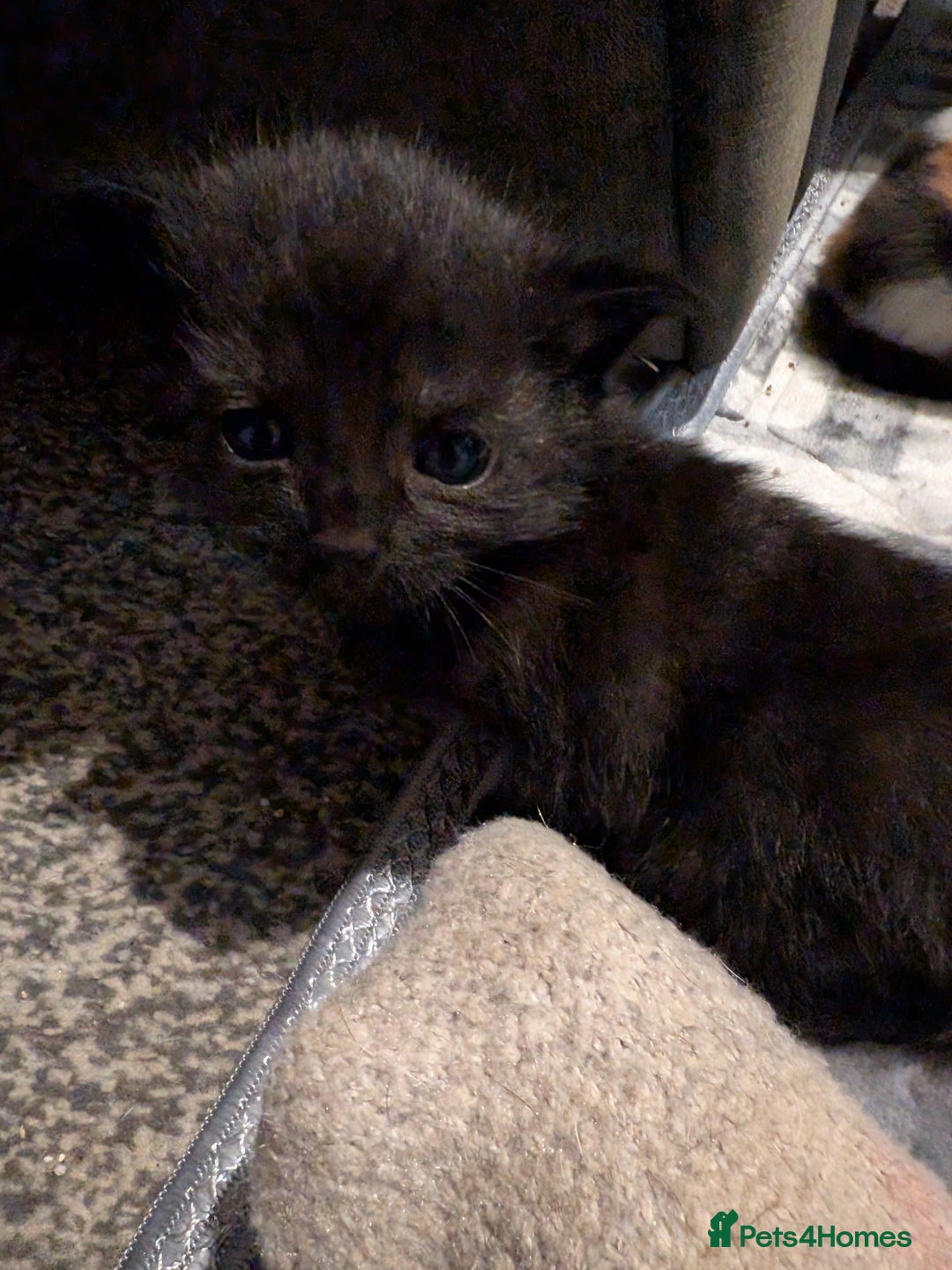 Mixed Breed cats for sale: 2 black kittens available  - Image 8