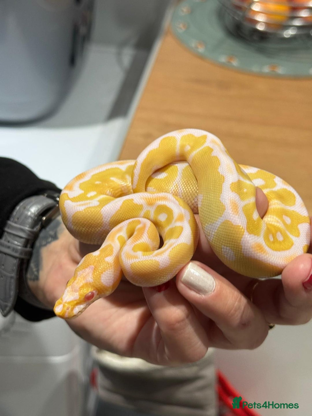 Python Snake reptiles for sale: Albino Clown het pied baby ball python - Advert 4