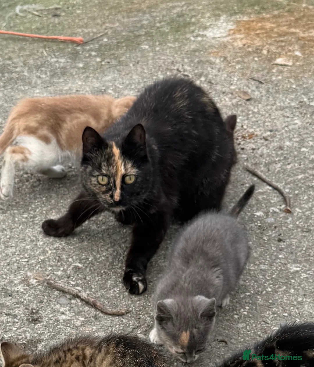 Mixed Breed cats for sale: Farm kittens for new homes ideal pets in Talsarnau - Advert 1