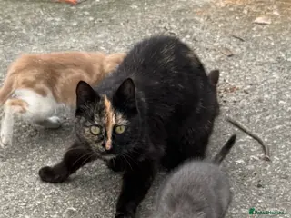Mixed Breed cats Farm kittens for new homes ideal pets - Advert 1