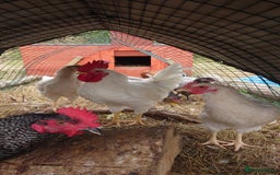 Chickens poultry for sale: x2 White star Cockerels - Image 2
