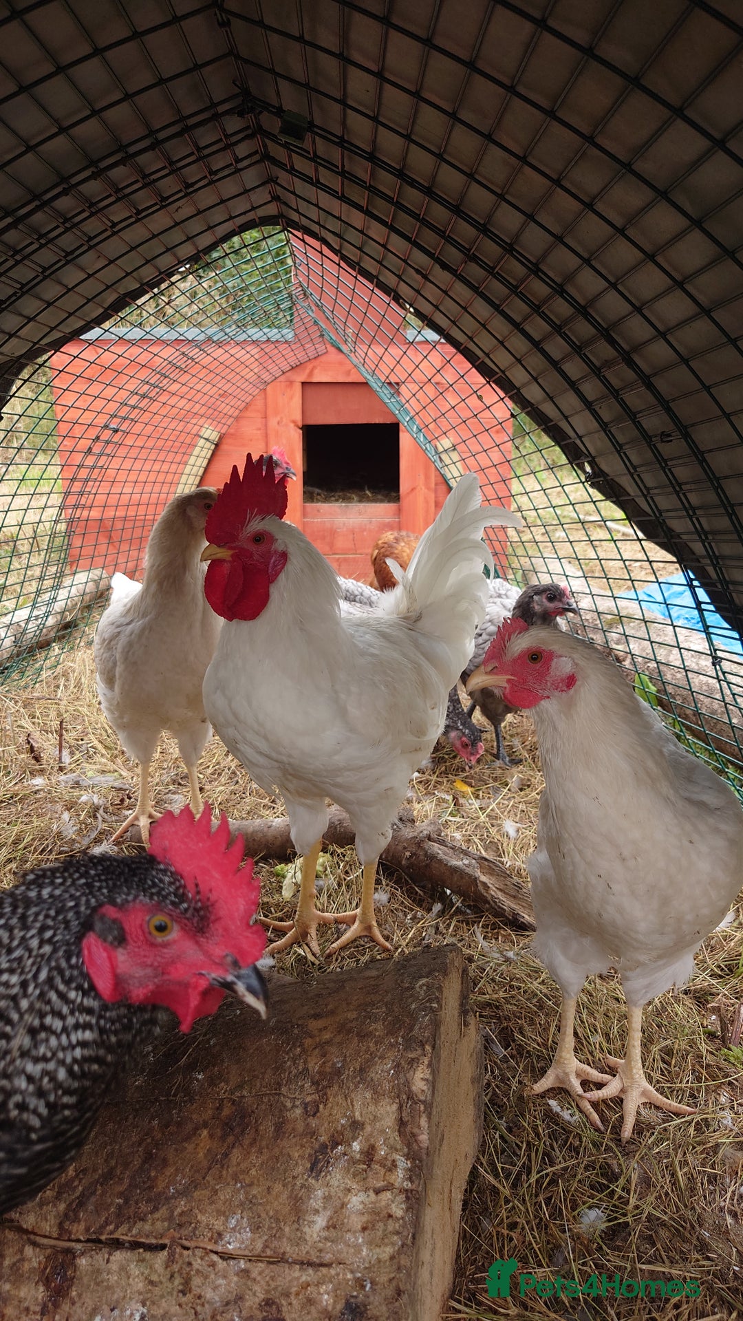 Chickens poultry for sale: x2 White star Cockerels - Image 2