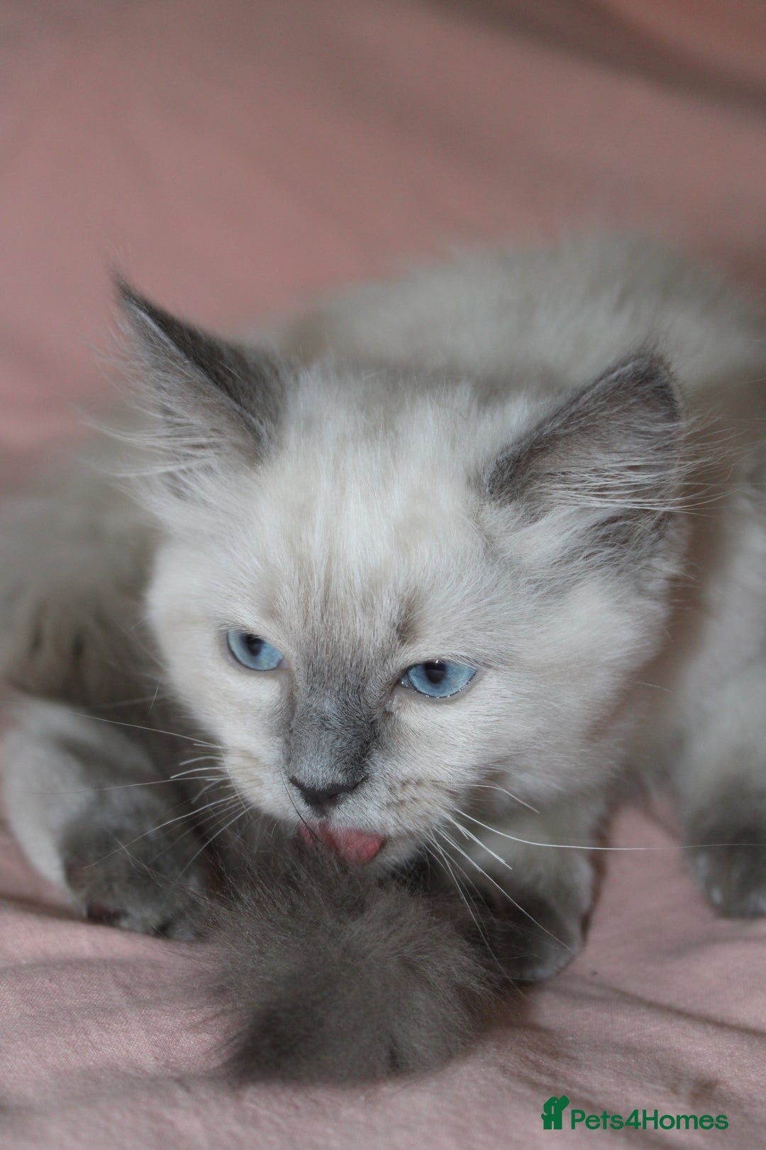 Ragdoll cats for sale: GCCF registered Ragdolls  - Advert 5